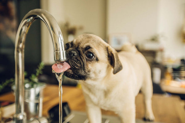 Dog drinking filtered water from faucet